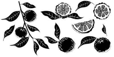 Hand drawn yuzu fruit. Set of Yuzu fruits isolated on a white background vector