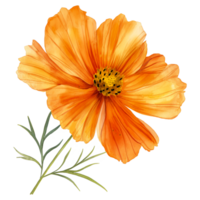 Orange cosmos flower in watercolor style isolated on transparent background png