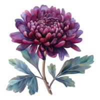 watercolor painting of chrysanthemum isolated on transparent background. png