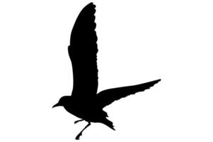 Silhouette of a Bird in Flight for Design Decoration vector