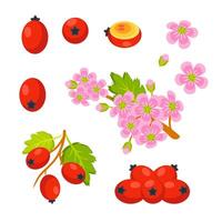 Branch of hawthorn, flowers and berries showing different parts of plant vector