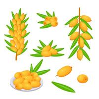 Set of fresh sea buckthorn berries growing on branch with green leaves vector