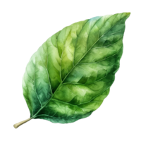 Leaf in watercolor painting isolated on transparent background. png