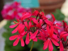 a close up of some red flowers photo