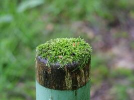 a close up of moss on a fence post photo