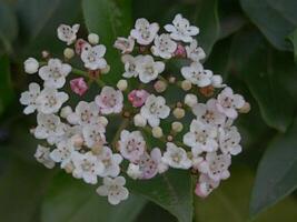 a cluster of white and pink flowers photo
