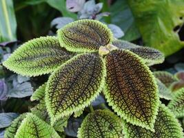 a fine structured plant photo