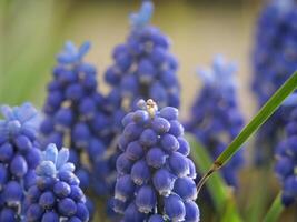 a close up of a blue flower with more in the background photo
