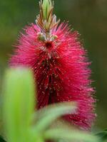 a close up of a pink flower with green leaves in front photo