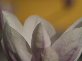 a close up of a pink and white flower in front of a yellow background photo