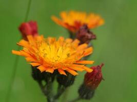 a close up of a wild orange dandelion photo