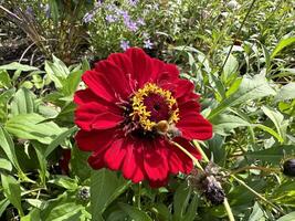 a close up of a red and yellow flower with a bee on it photo