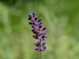 a close up of a branch of lavender photo