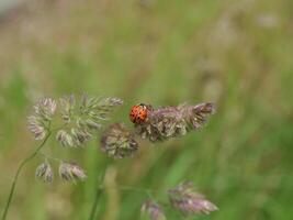 A close up of a Wild Ladybug on a plant photo