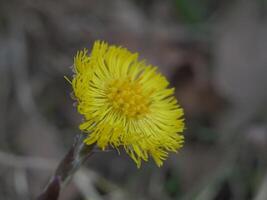a yellow flower with a green stem in the grass photo