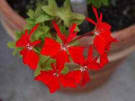 a close up of a flower pot with red flowers in it photo