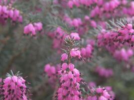 close up of many heuchera 'pink fairy' photo