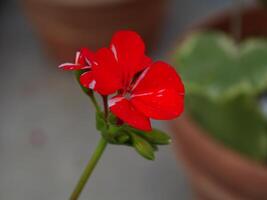 a red garden flower photo