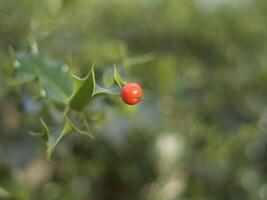 a red holly leaf with a small red berry photo