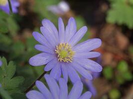 a close up of a purple flower with yellow center photo