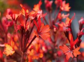 a close up of red flowers with green leaves photo