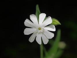 a single white flower is shown in the dark photo