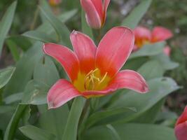 a close up of a pink and yellow flower photo