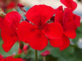a close up of red flowers with water droplets on them photo