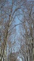 Branches of deciduous trees in the park in spring sunny weather, video