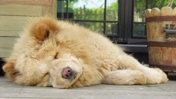 A Beautiful and Charming Chow Chow Dog is Sleeping Peacefully in a Cozy and Warm Setting video