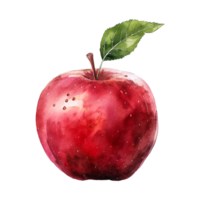 Red apple watercolor painted isolated on transparent background. png