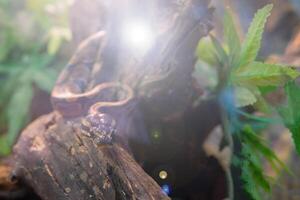 Young python on tree in jungle. Big dangerous snake. Fauna of nature. photo