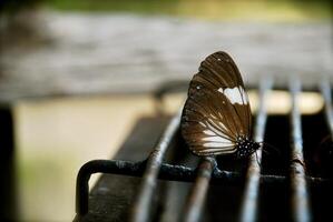 butterfly, morning, nature photo