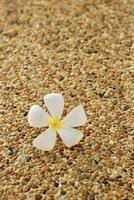 flower, beach, sky photo
