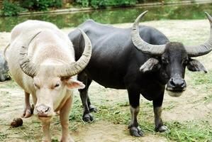 black and white, buffalo, animal photo