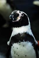 Zoo, animal, penguin photo