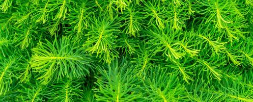 Bright green background of small plants. photo