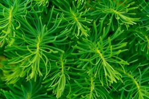 Bright green background of small plants. photo