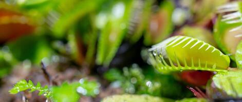 carnivorous predatory plant Venus flytrap - Dionaea muscipula. photo