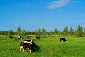 Black cows graze on a green field on a summer day. photo