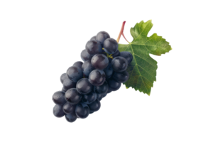 grapes on a branch with leaves on a transparent background png
