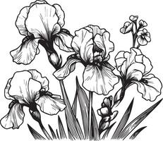 illustration of a beautiful Iris flowers bouquet. sketch illustration, isolated on white. Monochrome hand-drawn floral Iris. sketch illustration with flowers vector
