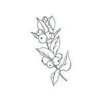 Snowberry branch with white berries and leaves. Line art is a simple hand-drawn illustration in black and white ink. Isolated EPS object. vector