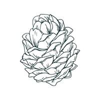 Cedar cone, pine cone large side view. Line art is a simple hand-drawn illustration in black and white ink. Isolated EPS object. vector