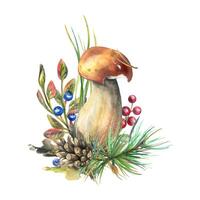 Forest porcini mushroom with larch, lingonberry, moss and cone. watercolor illustration, hand drawn. Isolated composition on a white background vector