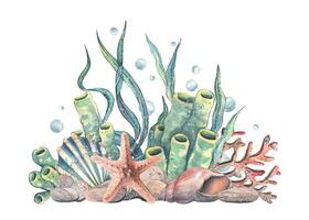 Seashell, starfish, sea sponge, algae, pebbles and bubbles. Hand drawn watercolor illustration on the theme of sea animals and the underwater world. Composition isolated from the background. vector