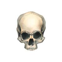 Human skull without lower jaw full face realistic evil, terrible, spooky. Hand drawn watercolor illustration for day of the dead, halloween, Dia de los muertos. Isolated object on a white background vector