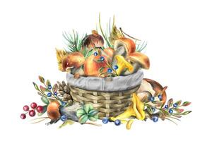 Forest edible mushrooms boletus and chanterelles with pine branches, shisha and blueberries in a wicker basket. Watercolor illustration, hand drawn. Isolated composition on a white background vector