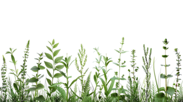 High-quality image of various green herbs and plants on a clean transparent background. Perfect for nature, botanical, or gardening themes. png