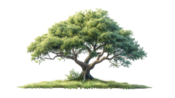 Isolated lush green tree on transparent background. Perfect for nature, environment, or landscaping projects. High-resolution stock image. png